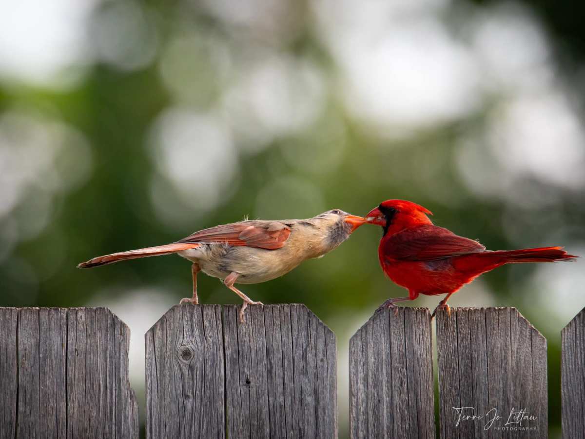 First Watch: Stuff You Should Know